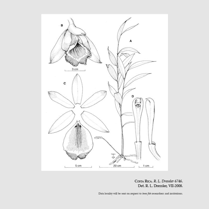Sobralia macra